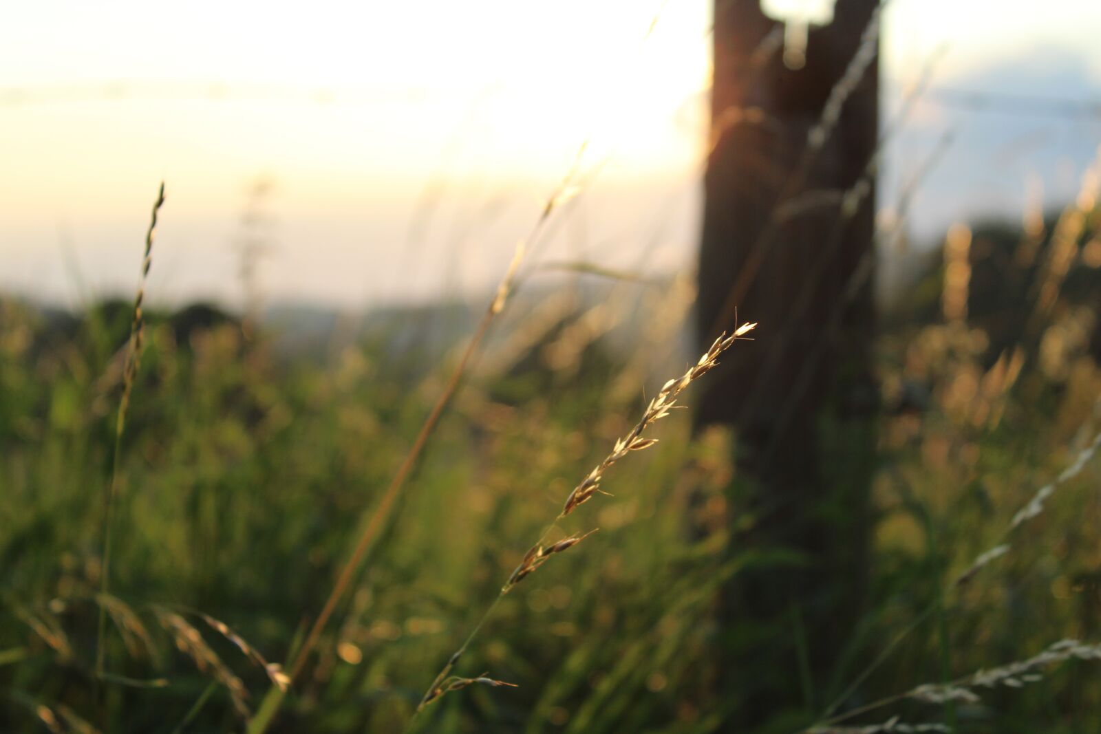 Canon EOS 1200D (EOS Rebel T5 / EOS Kiss X70 / EOS Hi) + Canon EF-S 18-55mm F3.5-5.6 IS II sample photo. Meadow, summer, landscape photography