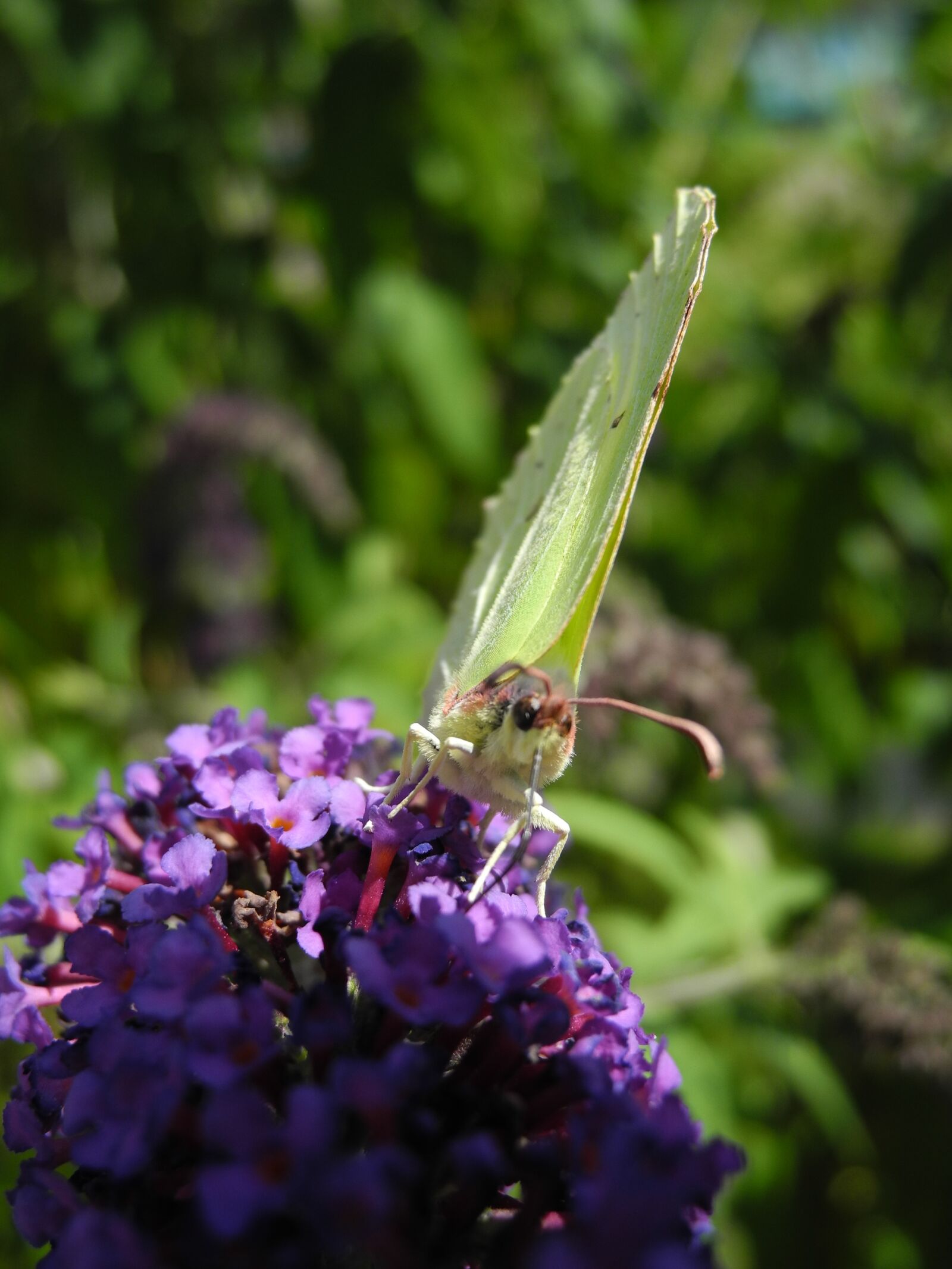 Nikon Coolpix P7000 sample photo. Butterfly, lilac purple, macro photography