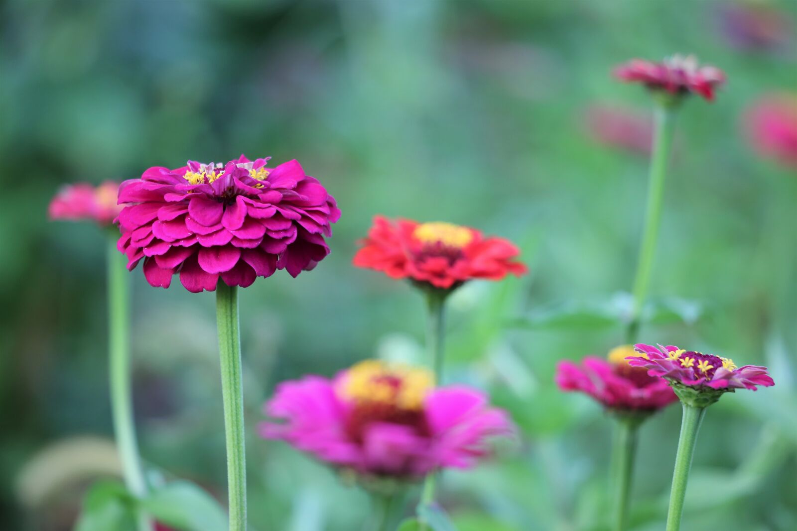 Canon EF 70-300 F4-5.6 IS II USM sample photo. Colorful zinnia, blooming, flower photography