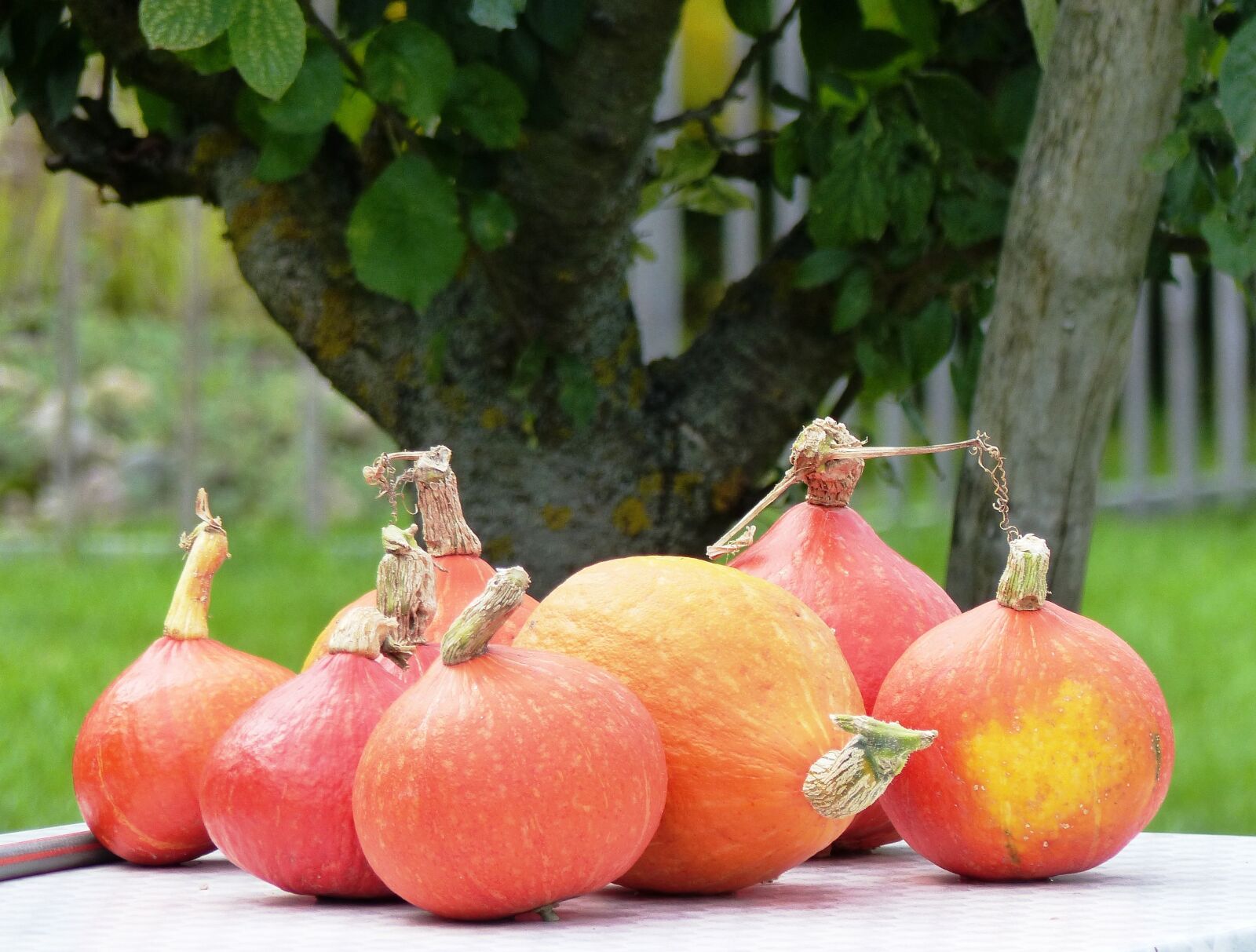 Panasonic Lumix DMC-FZ200 sample photo. Pumpkin, nature, autumn photography