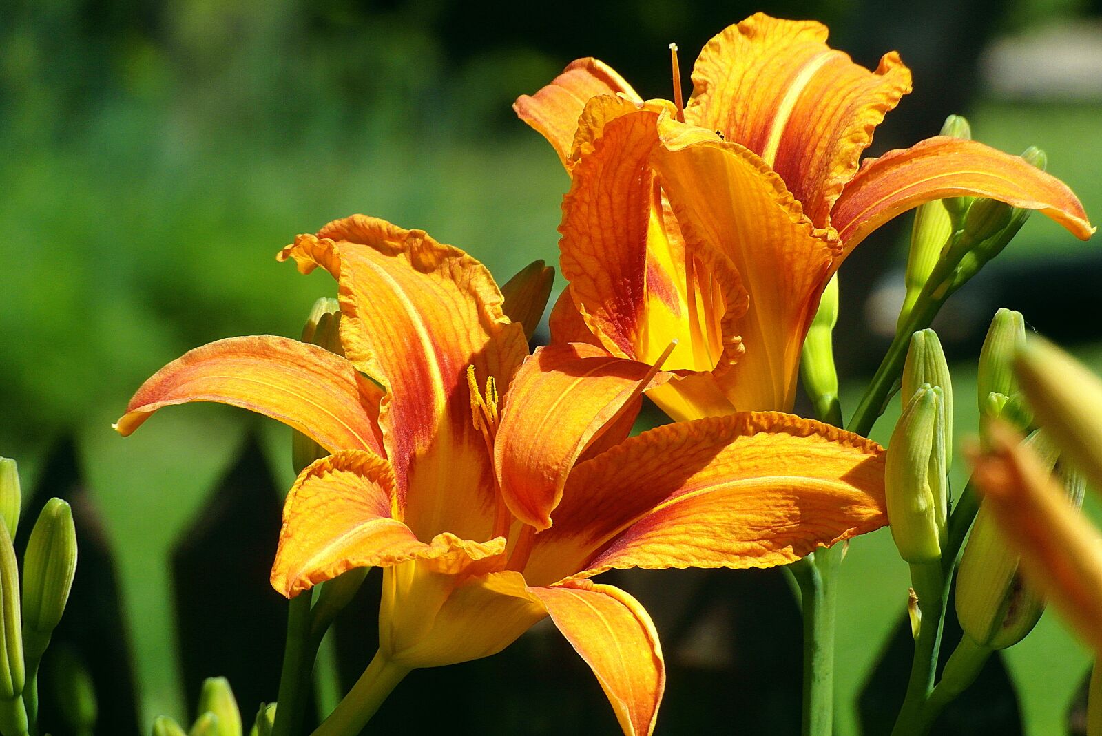 Samsung WB750 sample photo. Lily, flower, smolinosy photography