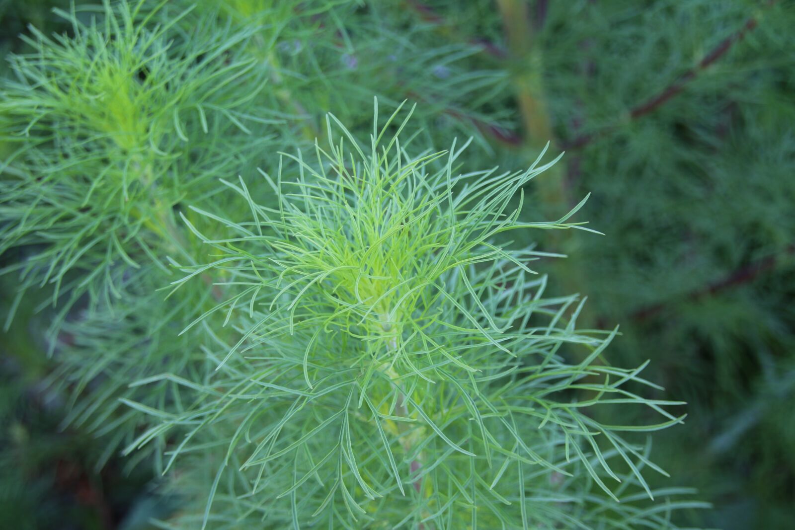 Canon EOS 70D sample photo. Nature, plant, green photography