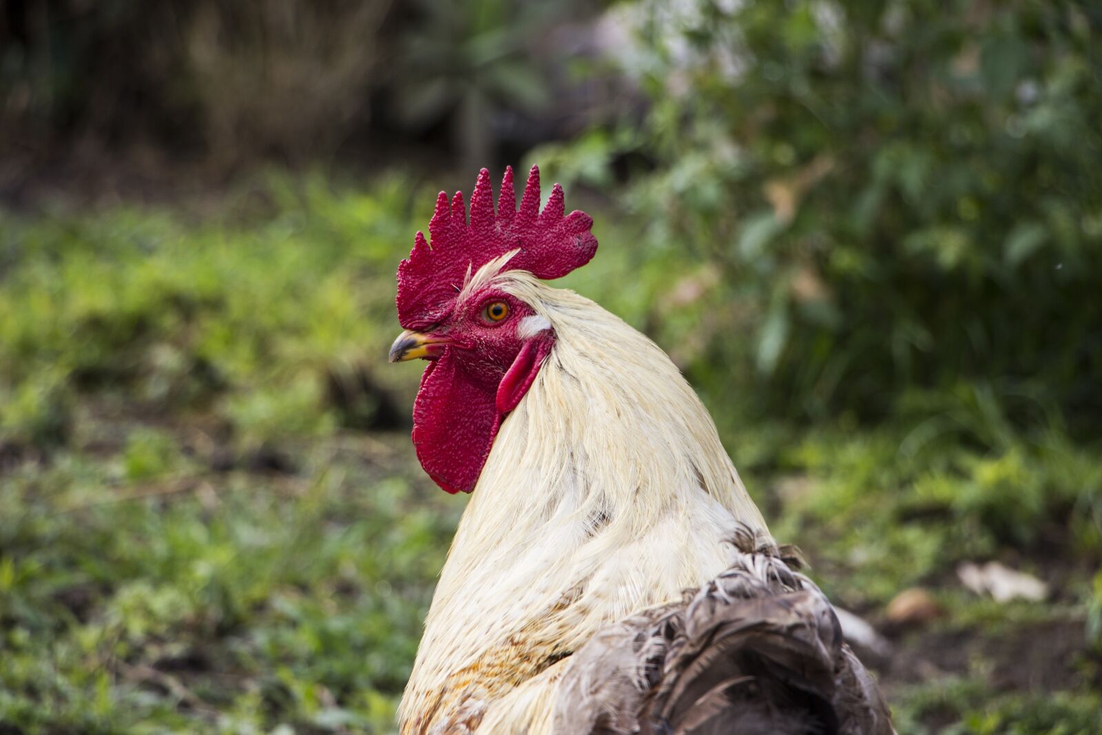 Canon EOS 600D (Rebel EOS T3i / EOS Kiss X5) sample photo. Rooster, chicken, animal photography