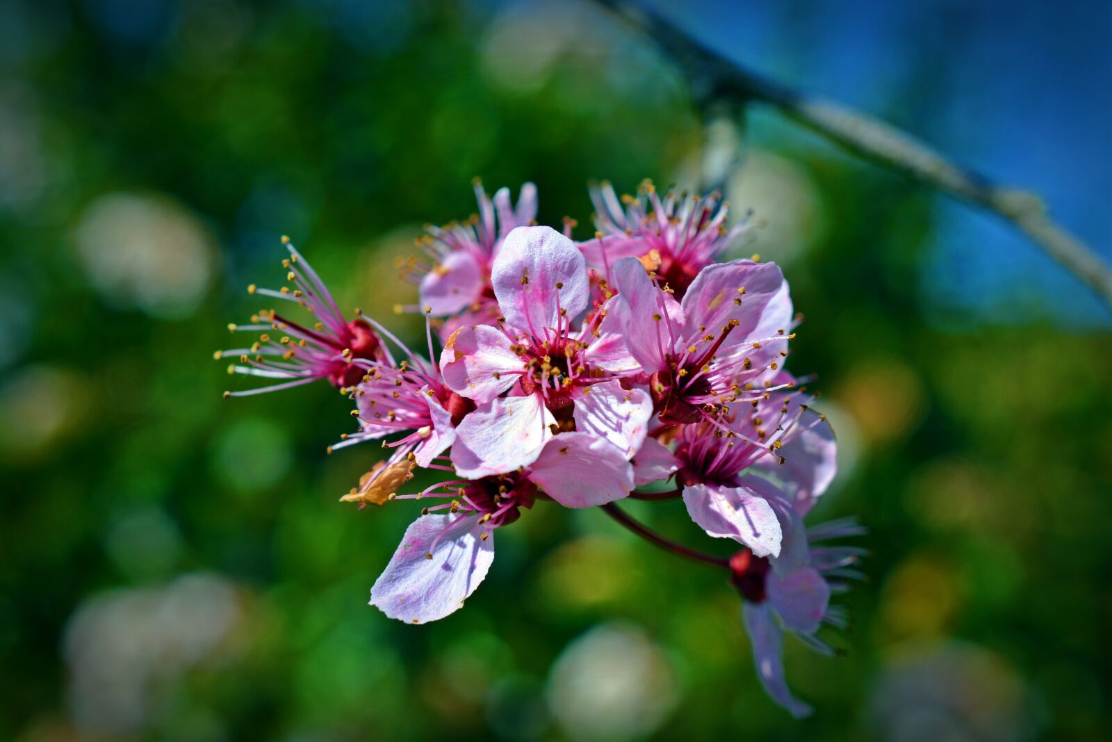 Nikon D5200 sample photo. Japanese cherry trees, blossom photography