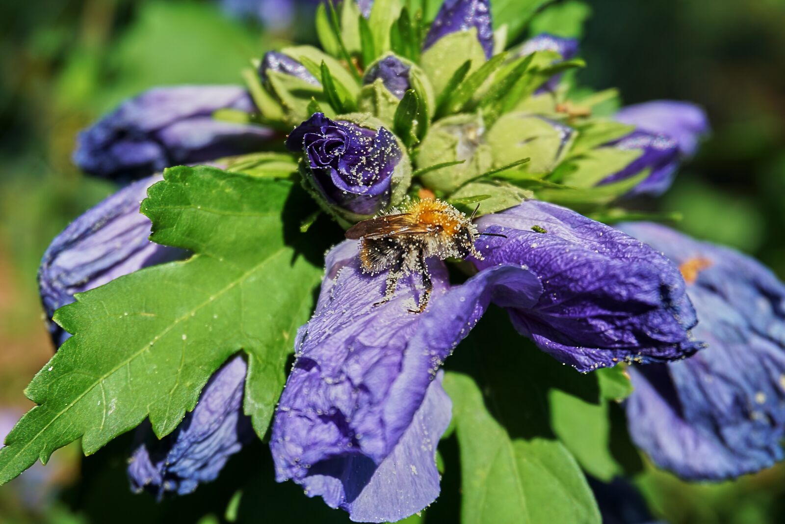 Sony a6000 sample photo. Hibiscus, hummel, pollen photography