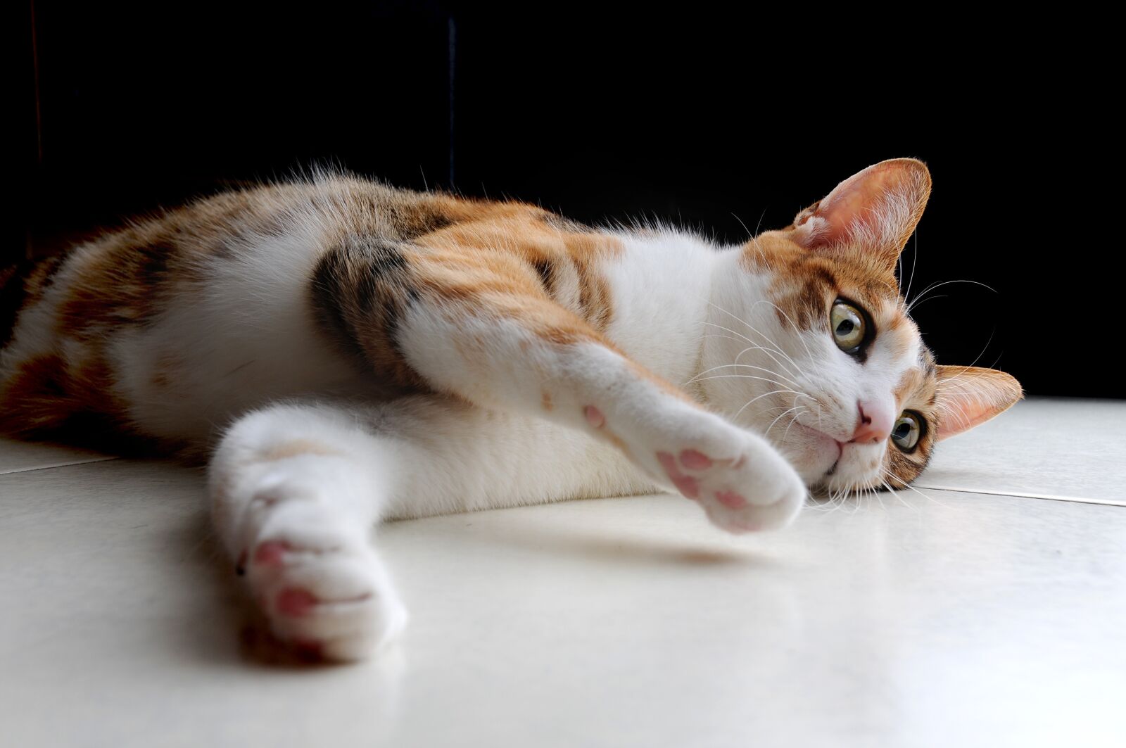 Nikon D300S sample photo. Cat, pet, lying photography
