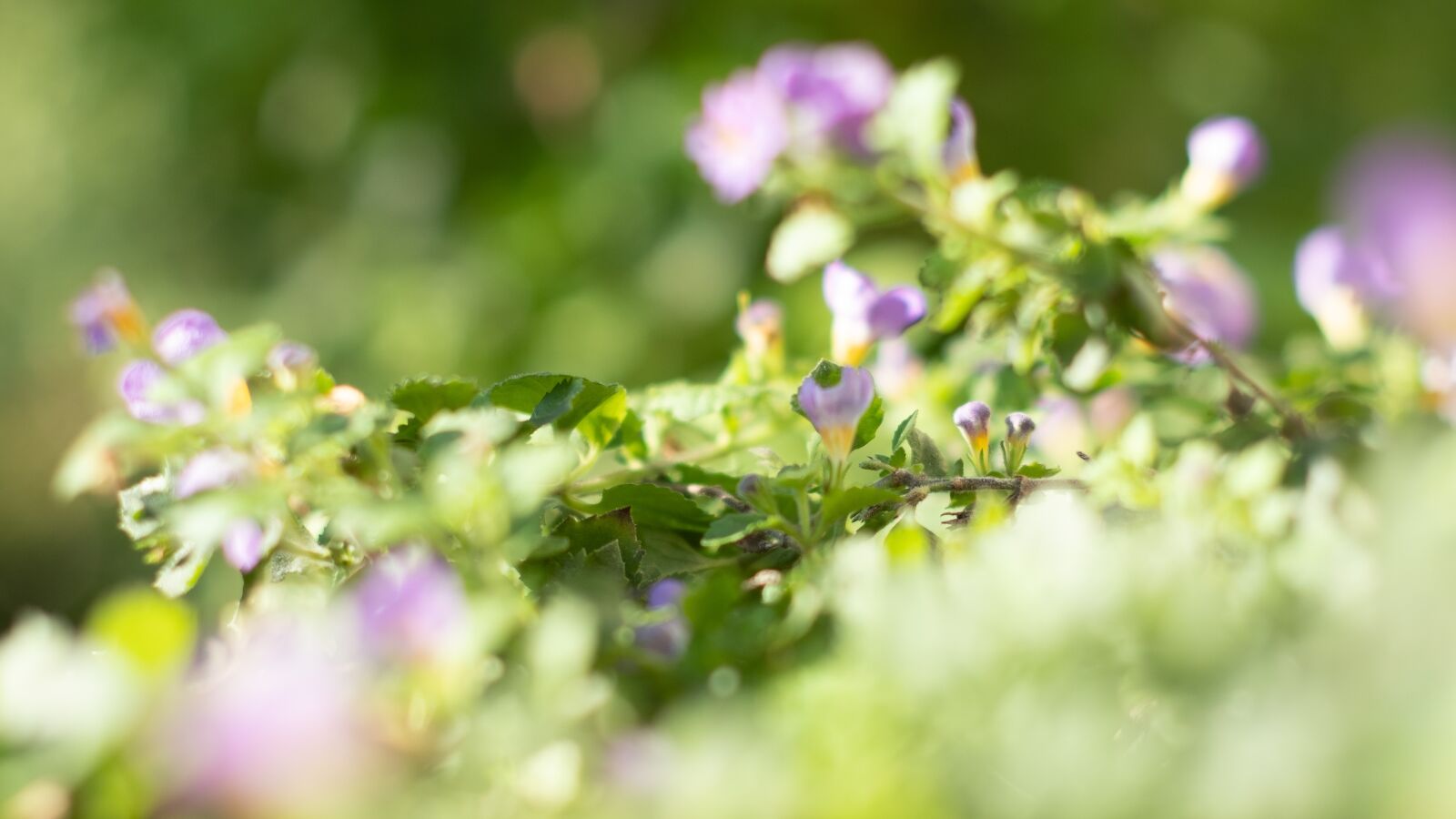 Fujifilm X-H1 sample photo. Flowers, light, soft photography
