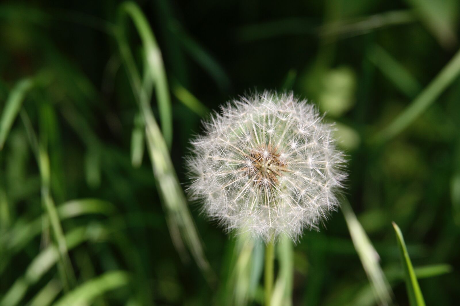 Canon EOS 400D (EOS Digital Rebel XTi / EOS Kiss Digital X) sample photo. Dandelion, meadow, pointed flower photography