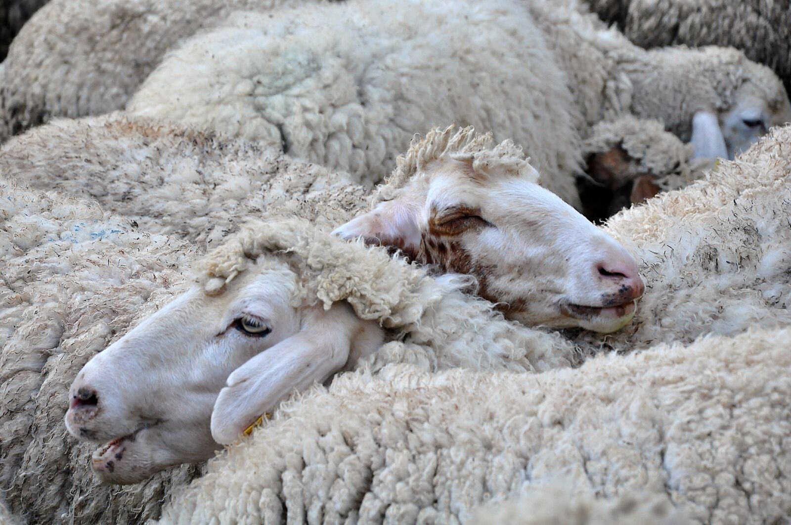 Nikon D90 sample photo. Sheep, nature, animal photography