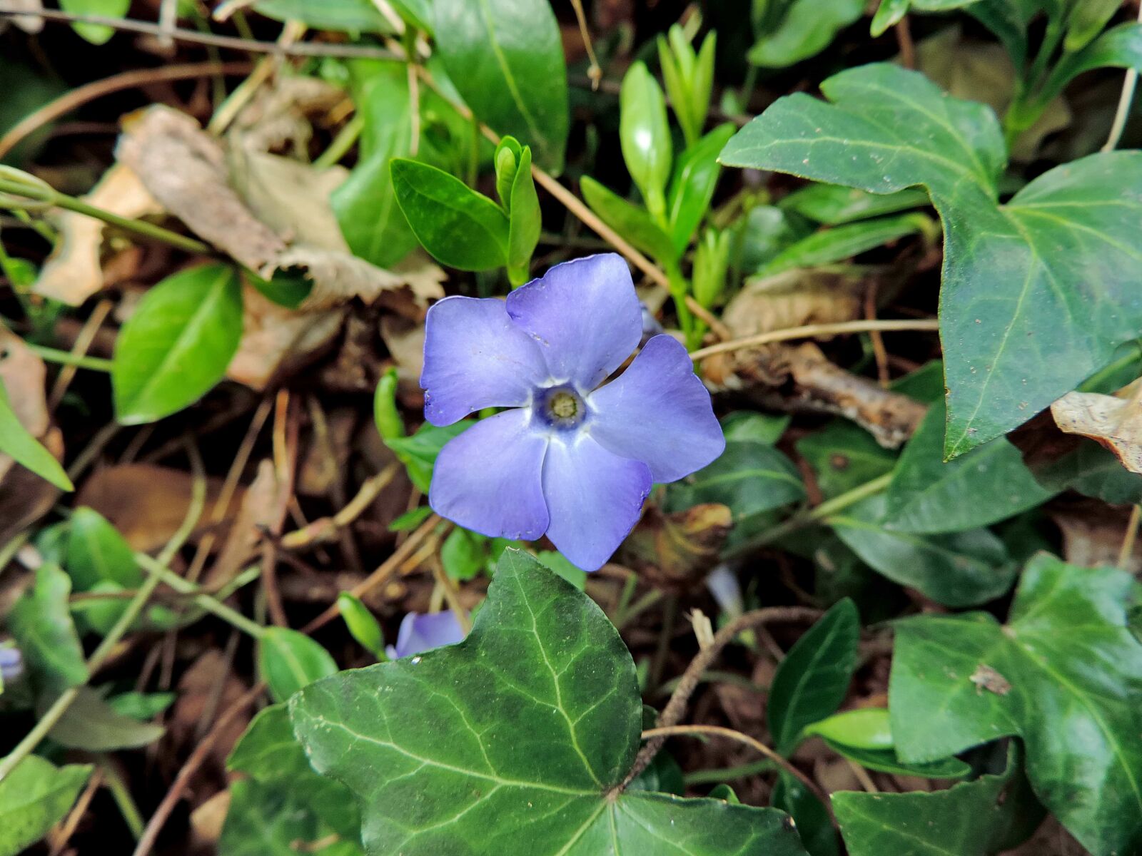 Nikon Coolpix P520 sample photo. Ivy, purple, wildflower, herb photography