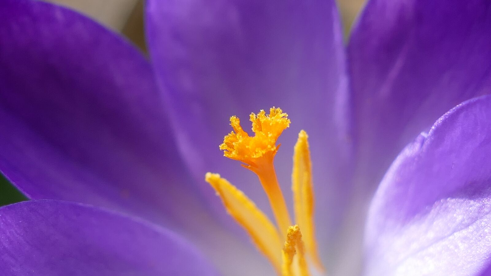 Panasonic Lumix DMC-FZ1000 sample photo. Crocus, blossom, bloom photography
