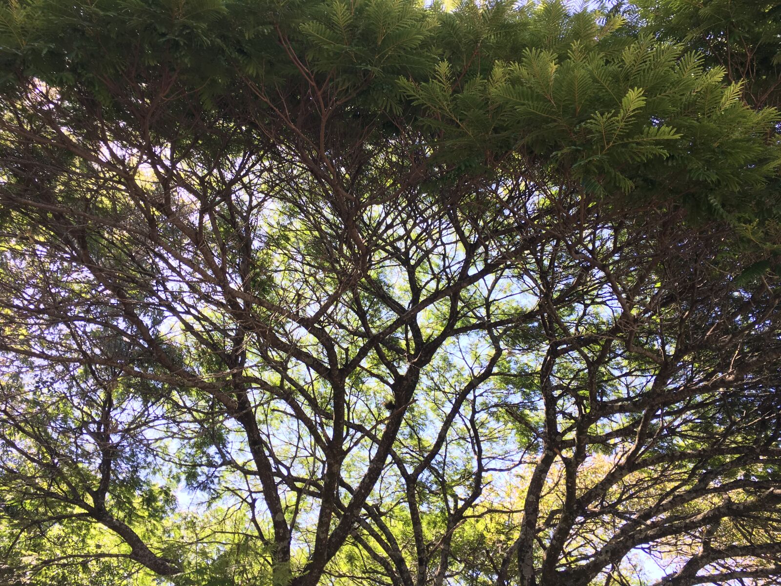 iPhone 6s back camera 4.15mm f/2.2 sample photo