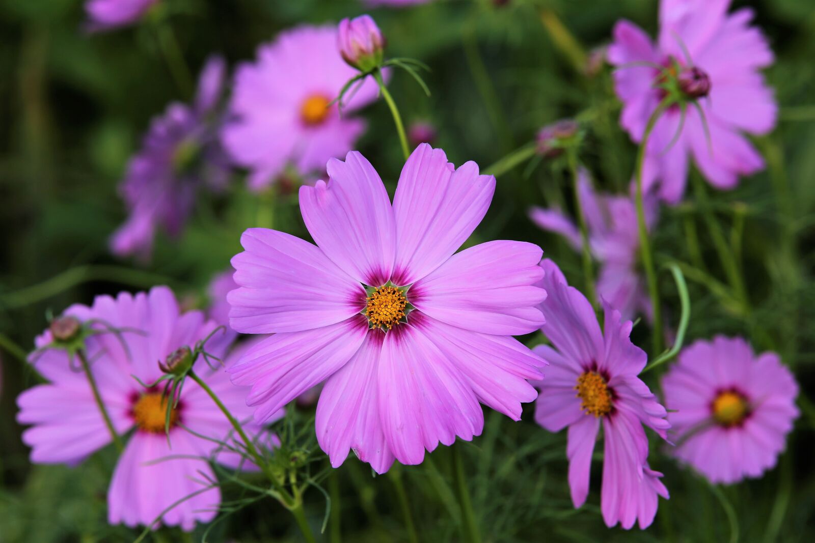 Tamron 70-210mm F4 Di VC USD sample photo. Pink cosmos flowers, flowers photography