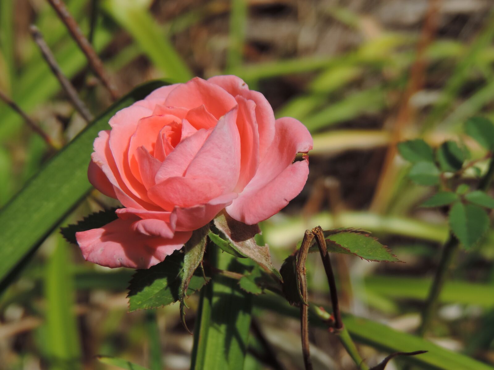 Nikon Coolpix P520 sample photo. Pink little rose, blossom photography