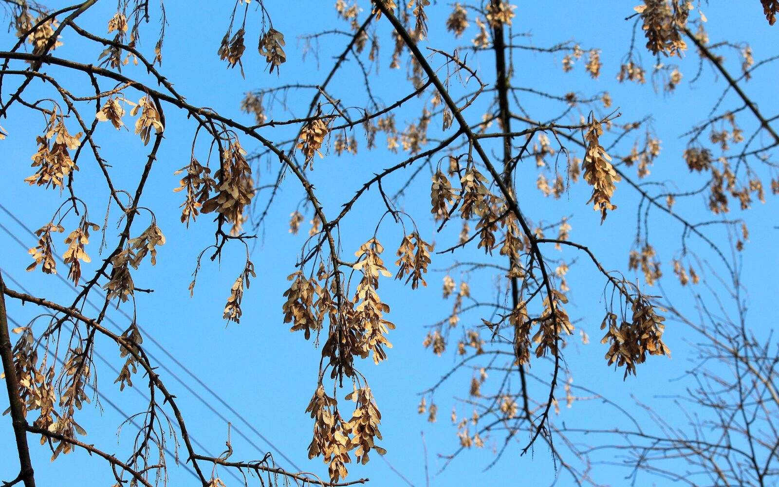 Canon EOS 1200D (EOS Rebel T5 / EOS Kiss X70 / EOS Hi) sample photo. Clone, tree, branch photography