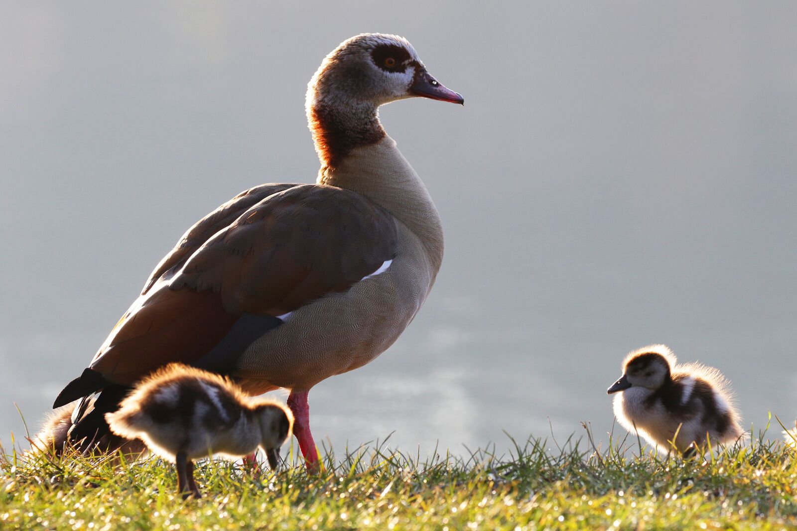 Canon EOS 7D Mark II sample photo. Nilgans, duck, goose photography