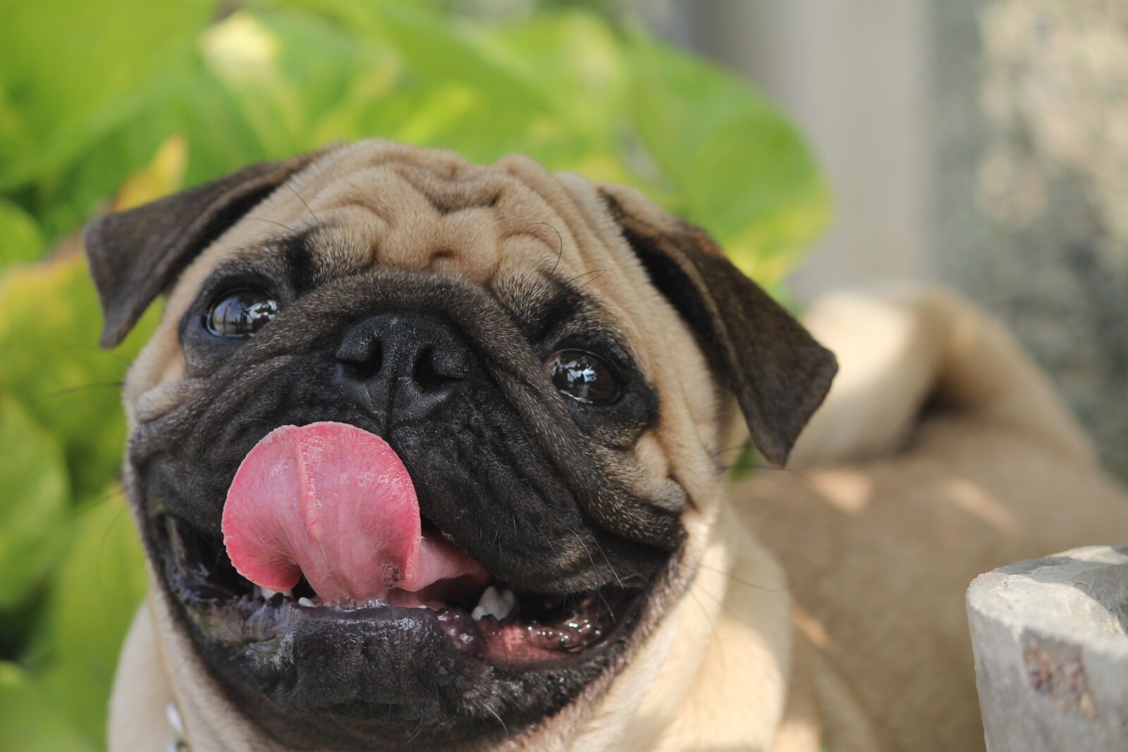 Canon EOS 1200D (EOS Rebel T5 / EOS Kiss X70 / EOS Hi) sample photo. Pug, tongue, dog photography