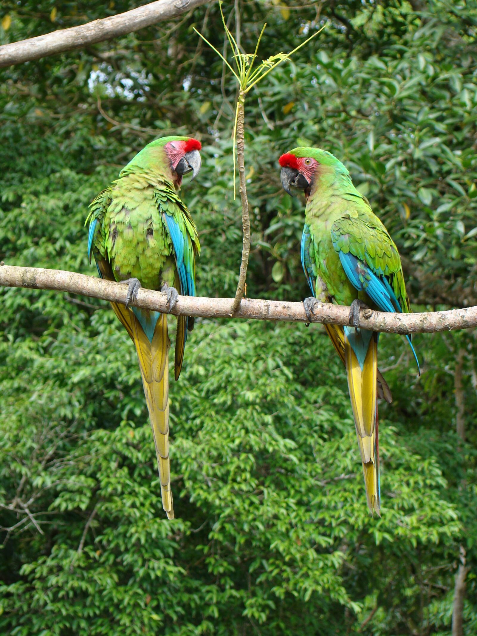 Sony Cyber-shot DSC-H50 sample photo. Lorikeets, tingo maria, jungle photography
