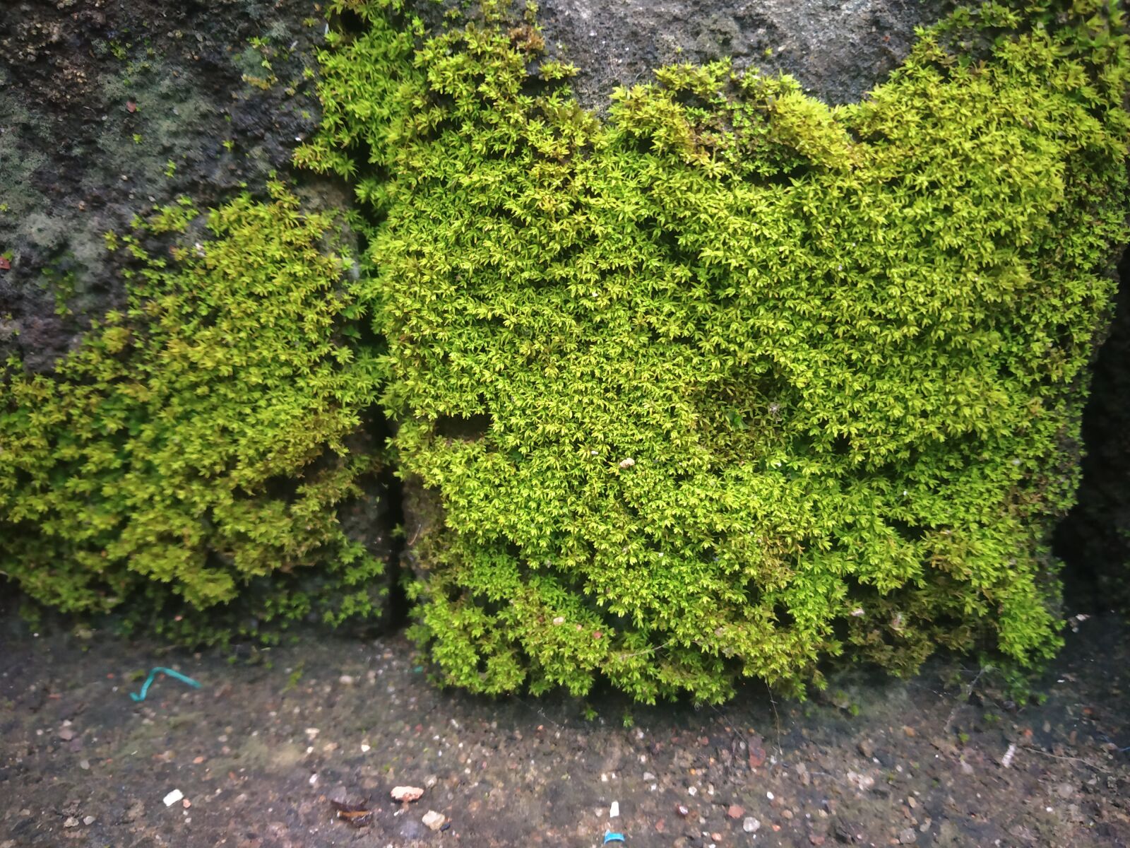 Xiaomi Redmi Note 5 Pro sample photo. Algae, algae on the photography
