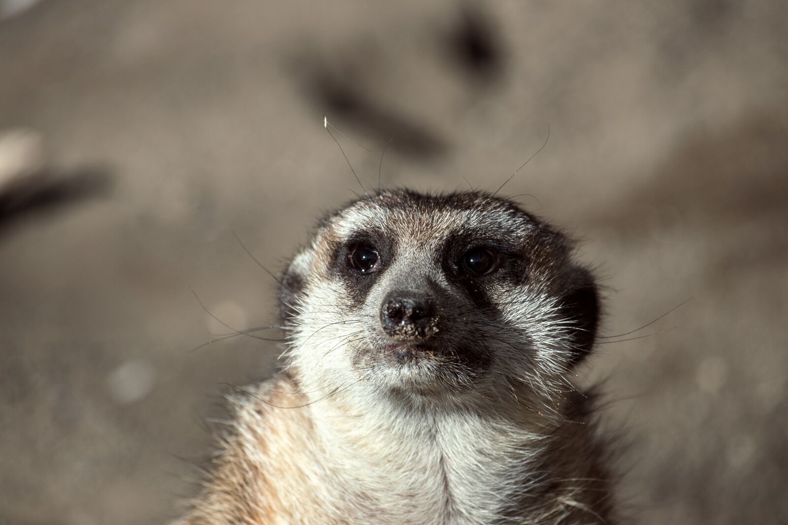Canon EF-S 55-250mm F4-5.6 IS STM sample photo. Meerkat, mammal, animal photography