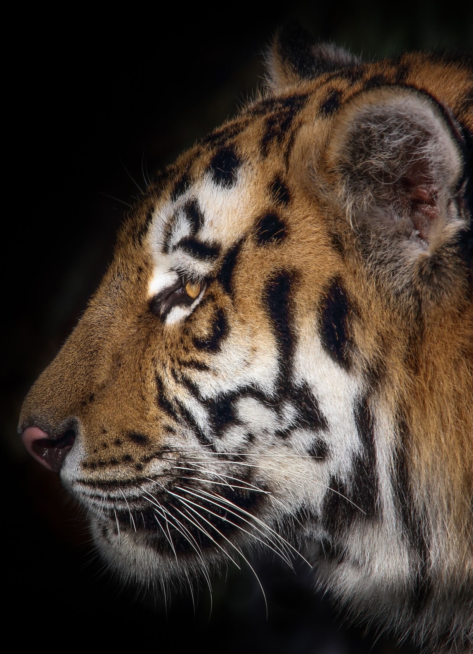 Canon EOS 550D (EOS Rebel T2i / EOS Kiss X4) sample photo. Tiger, portrait, cat photography