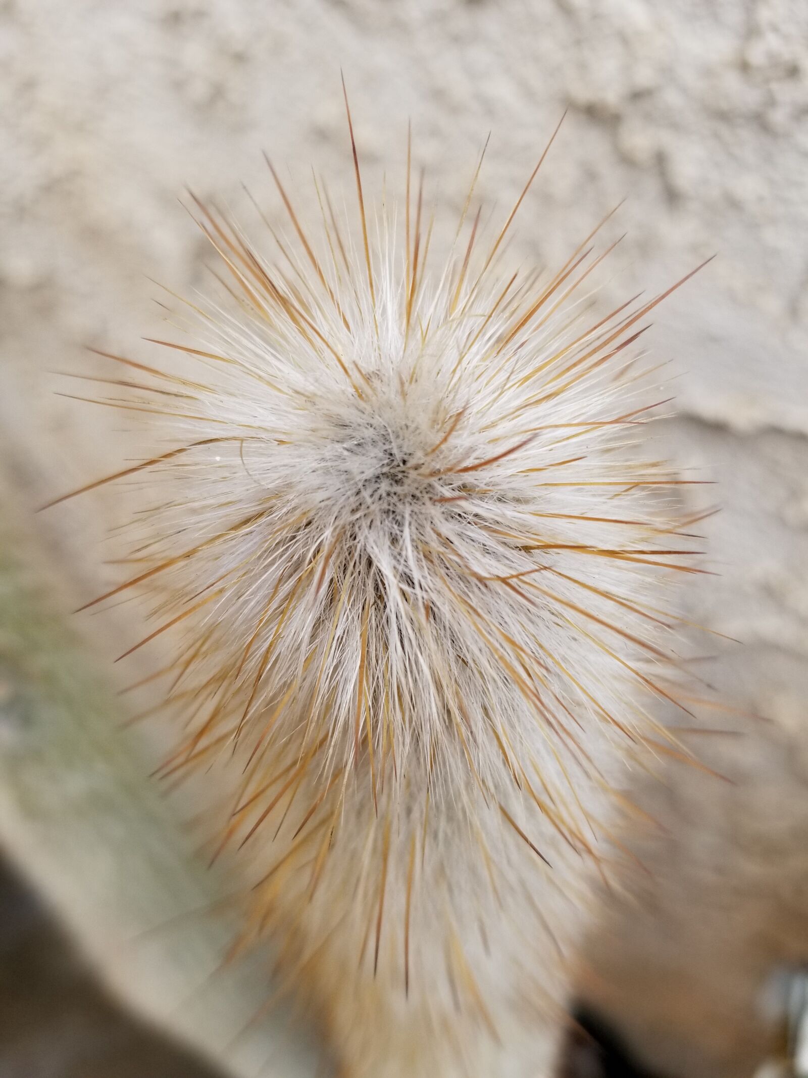 Samsung Galaxy S8+ sample photo. White, cactus, top down photography