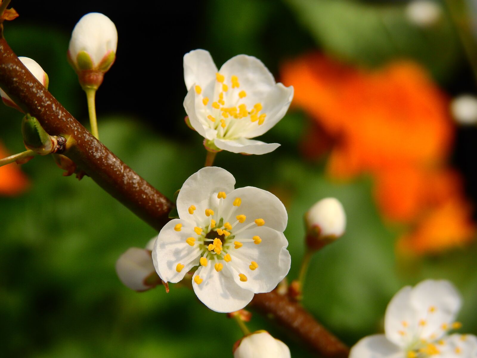Nikon Coolpix P900 sample photo. Cherry tree, blossom, bloom photography