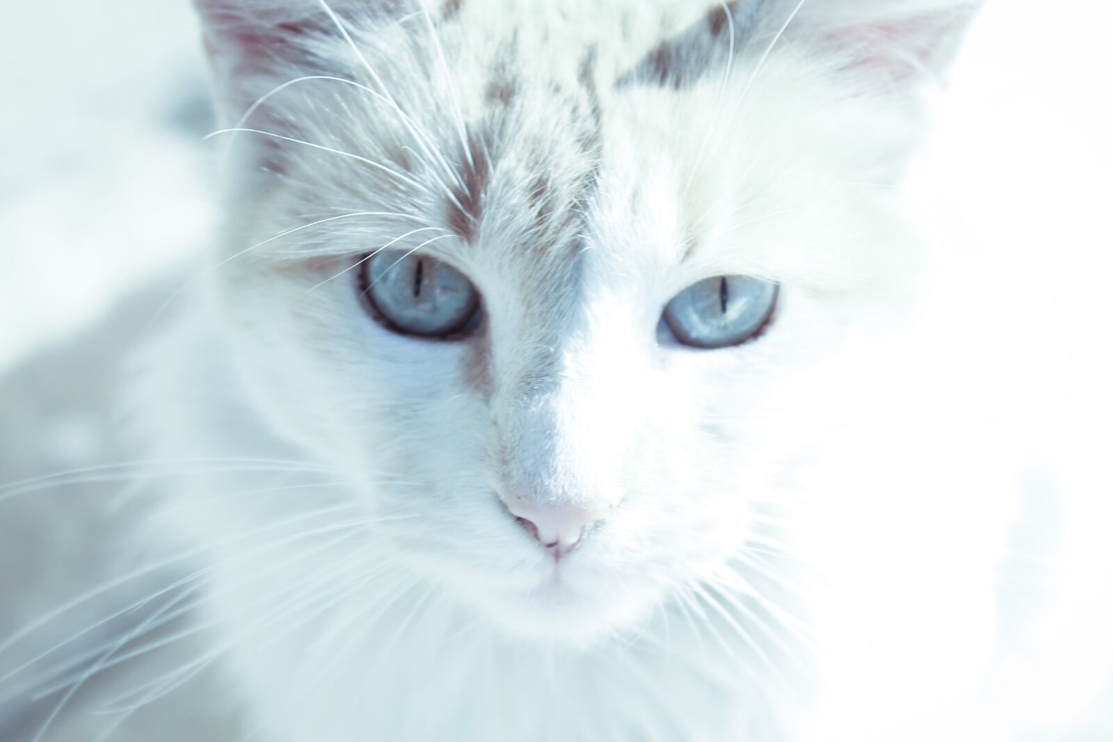 Canon EOS 1100D (EOS Rebel T3 / EOS Kiss X50) sample photo. Cat, snow, looks photography