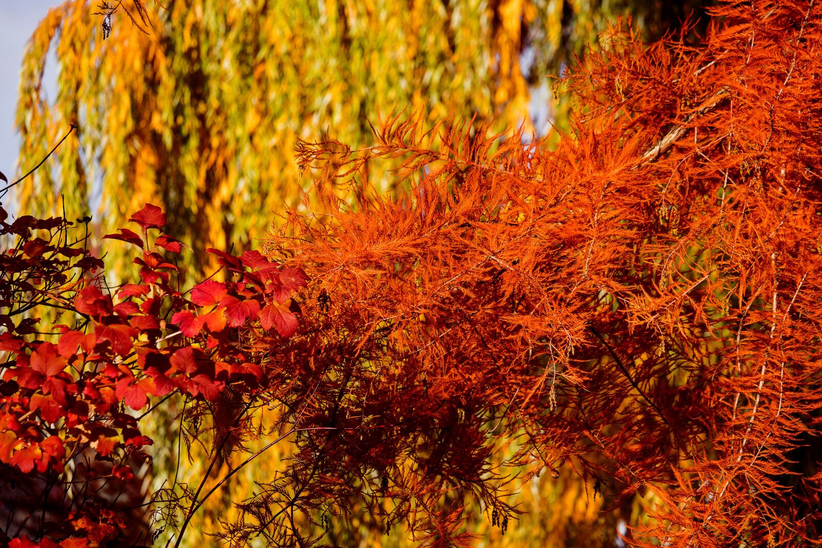Canon EF-S 55-250mm F4-5.6 IS STM sample photo. Tree, autumn, fall color photography
