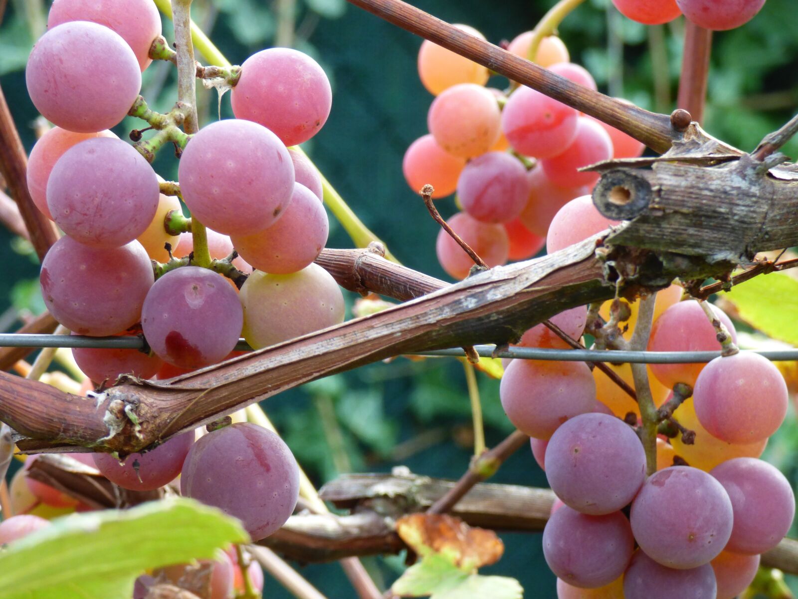 Panasonic DMC-FZ72 sample photo. Grapes, garden, autumn photography