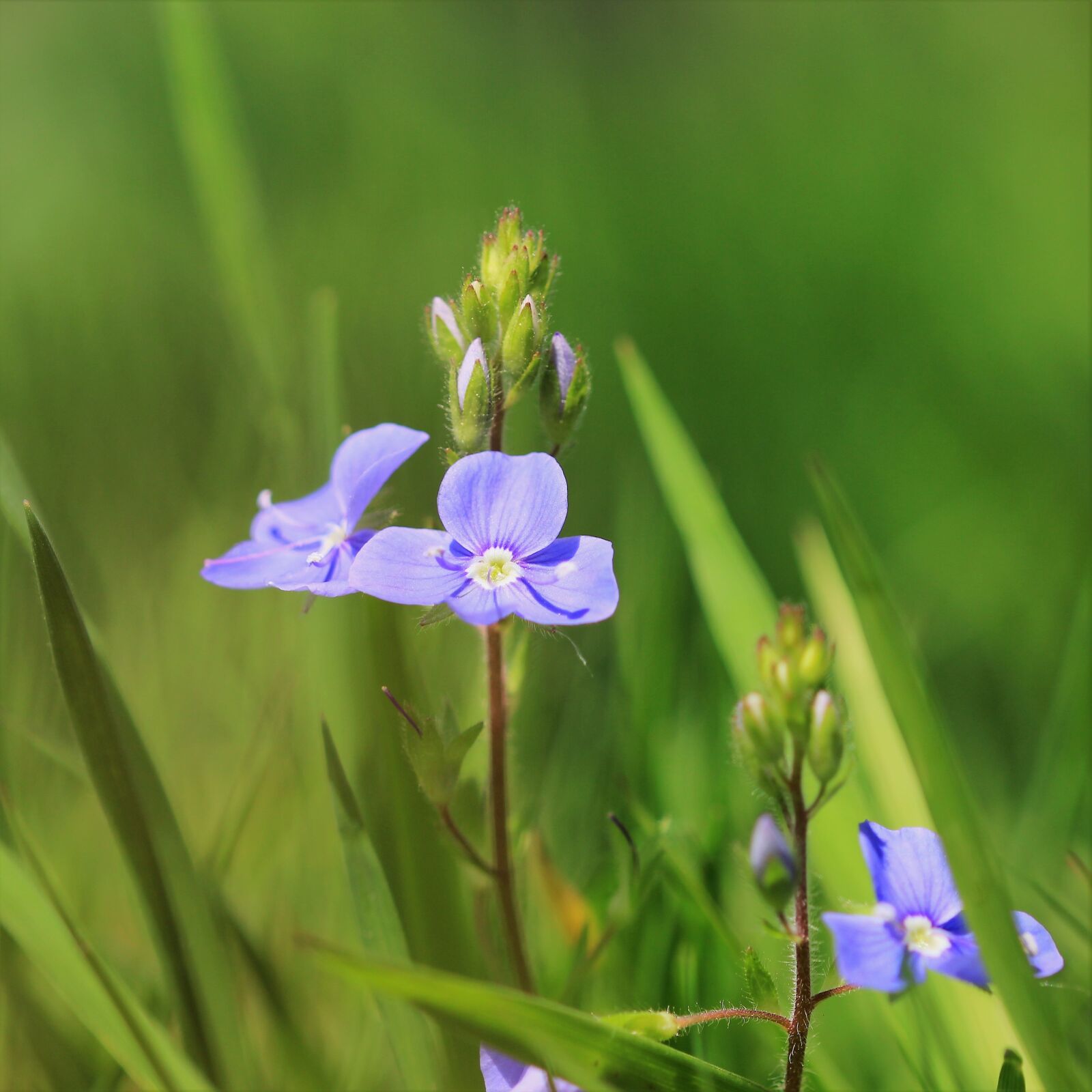 Canon EOS 600D (Rebel EOS T3i / EOS Kiss X5) sample photo. Nature, flower, plant photography
