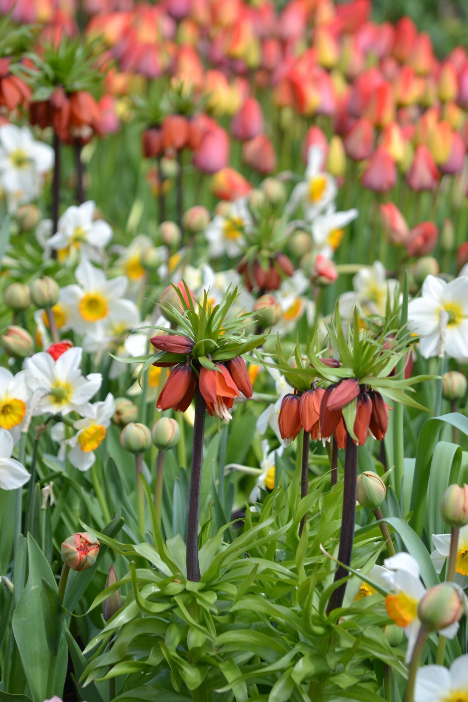 Nikon D3100 sample photo. Spring, sea of flowers photography