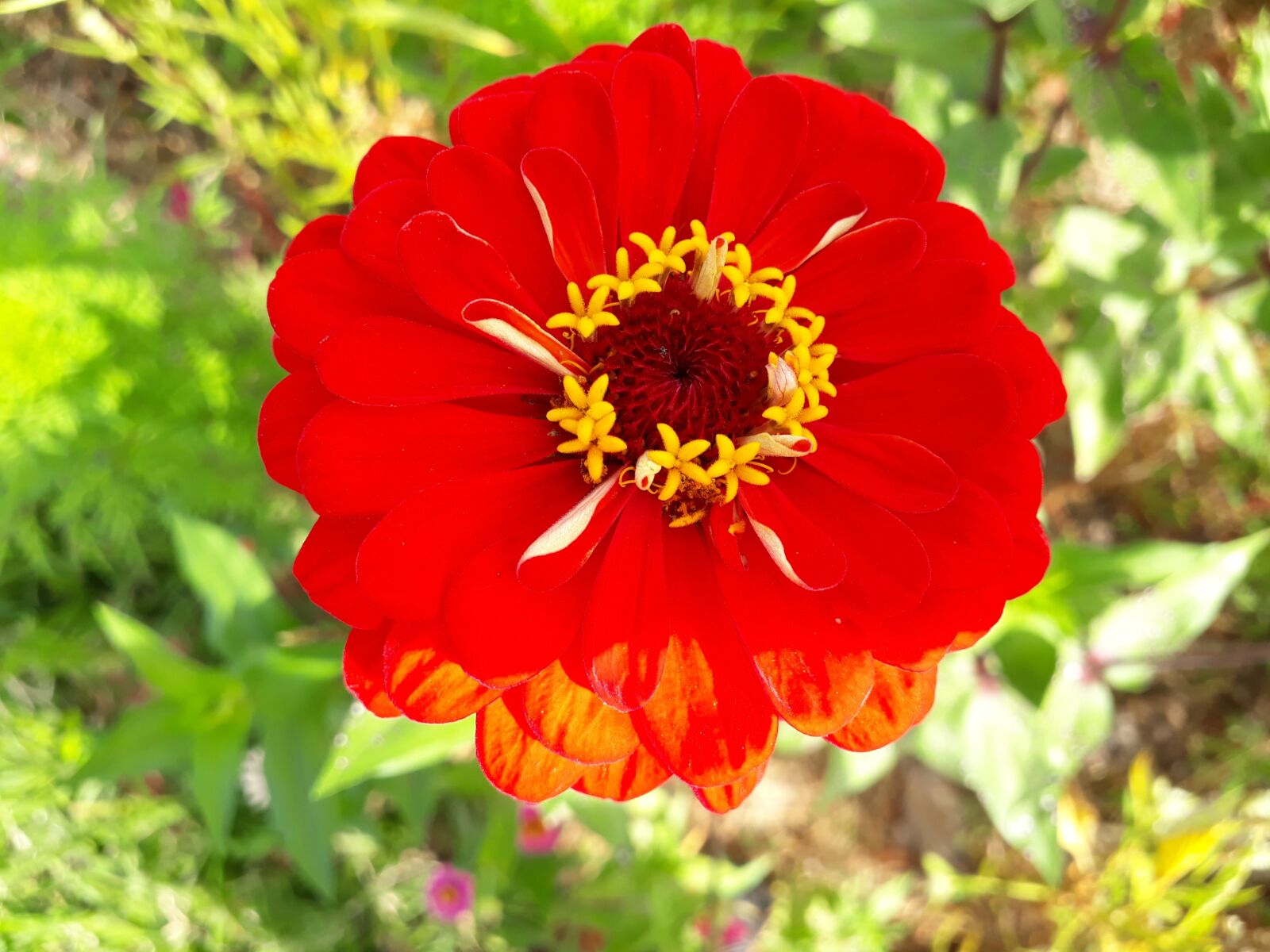 Samsung Galaxy J7 Prime sample photo. Asteraceae, dahlia, red photography