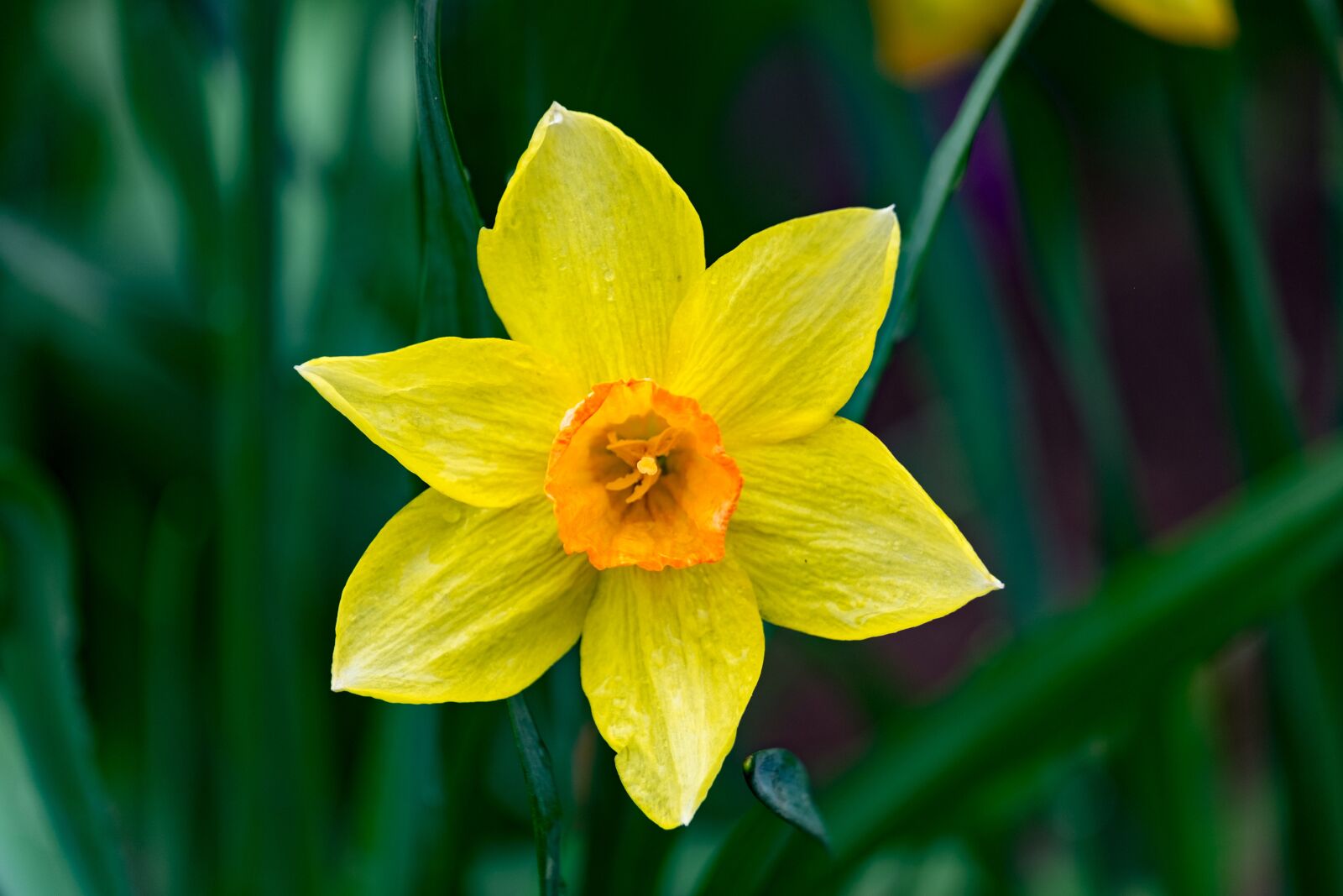 Fujifilm XF 55-200mm F3.5-4.8 R LM OIS sample photo. Narcissus, garden, spring photography