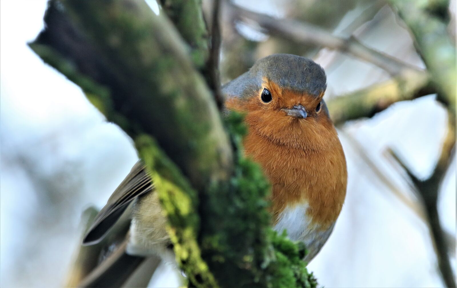 Canon EOS 7D Mark II sample photo. Robin, robin redbreast, bird photography