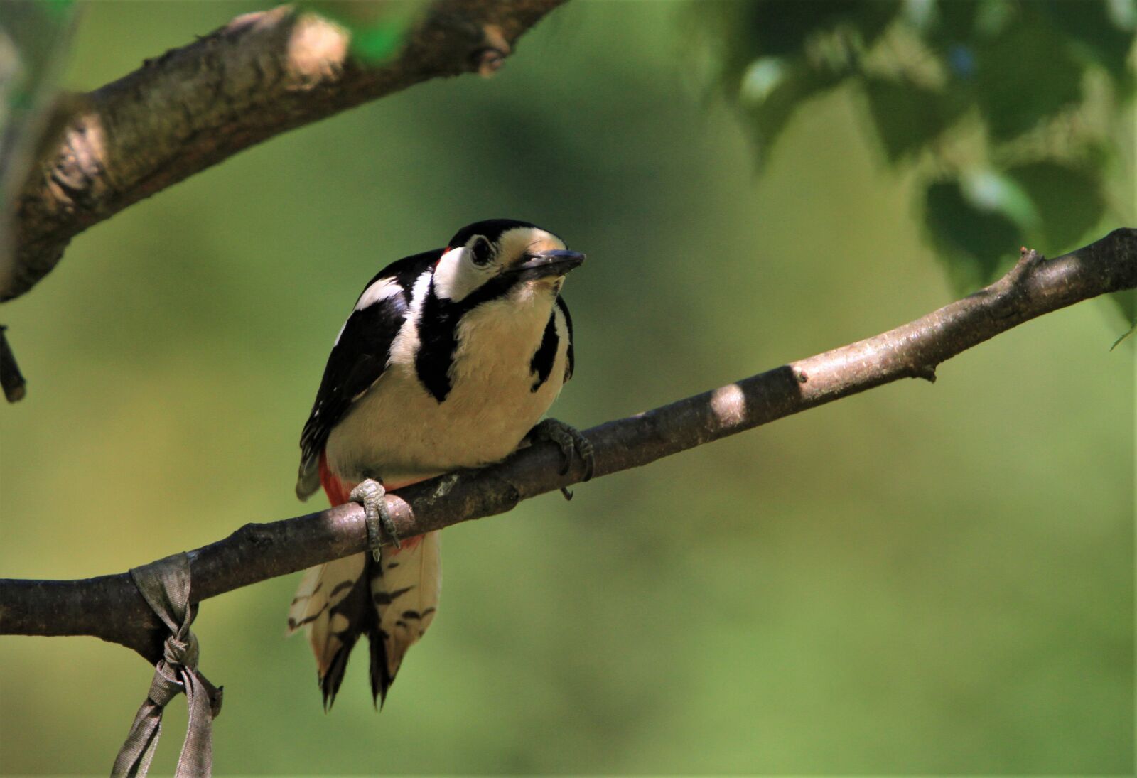 Canon EOS 7D sample photo. Great spotted woodpecker, branch photography