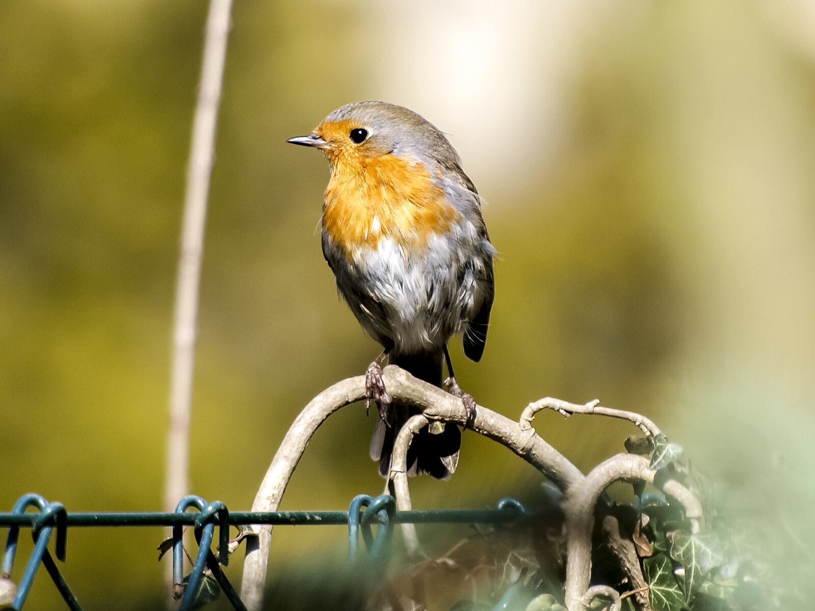 Olympus E-3 sample photo. Robin, bird, songbird photography