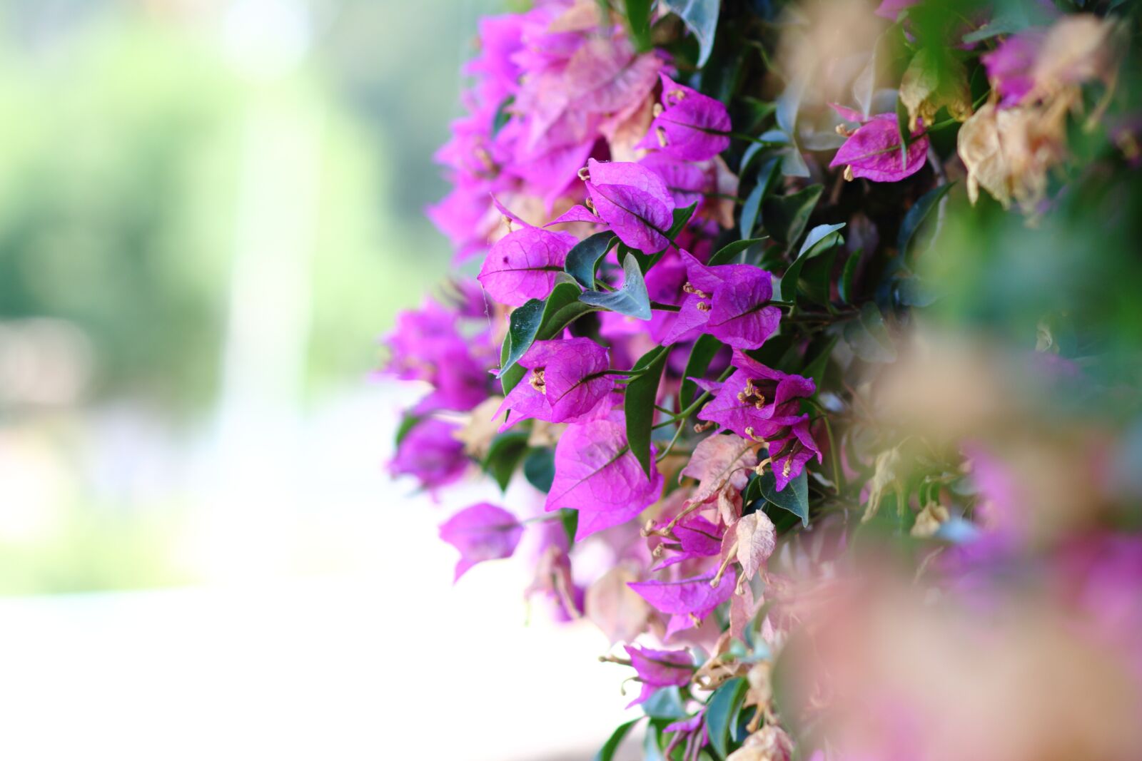 Canon EOS 700D (EOS Rebel T5i / EOS Kiss X7i) sample photo. Flower, pink, violet photography