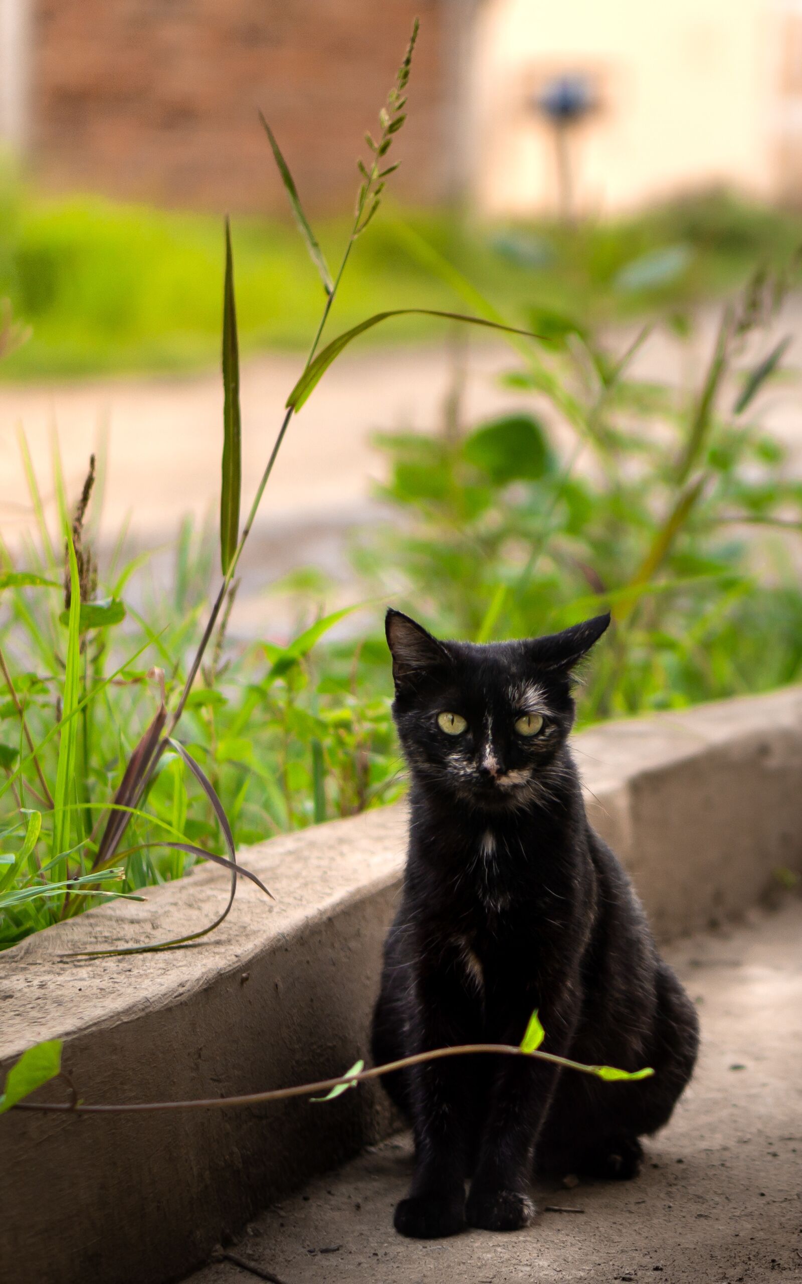 E 50mm F1.8 OSS sample photo. Cat, animal, eyes photography