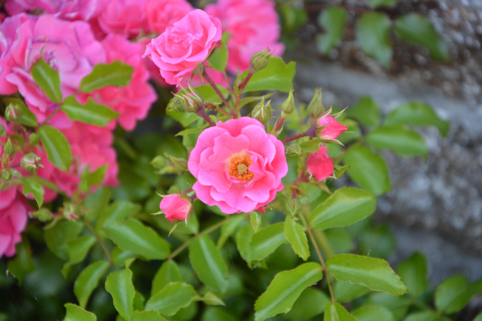 Nikon D5200 sample photo. Rose bud, rosebush, pink photography