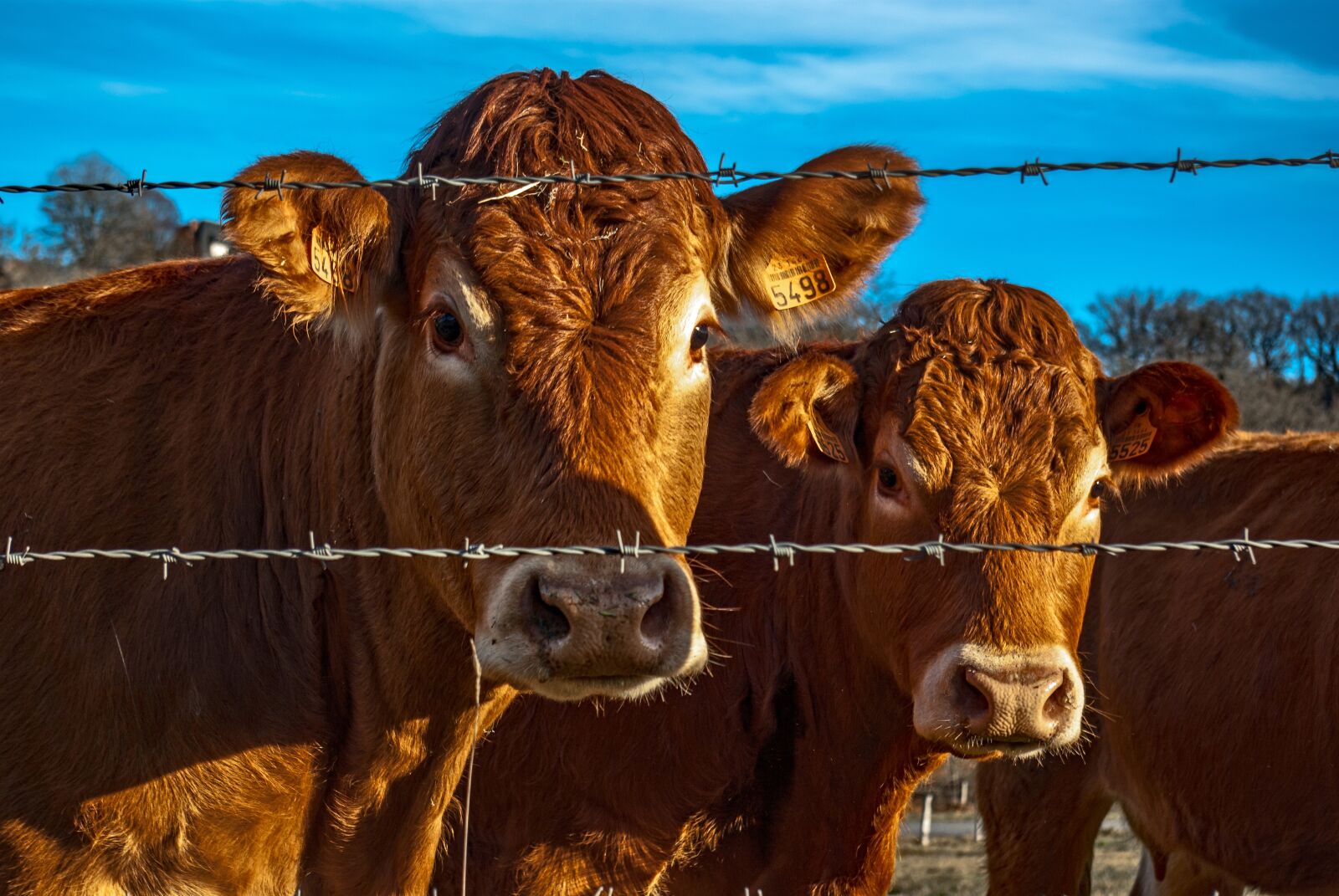 Pentax K10D sample photo. Cow, beef, animal photography
