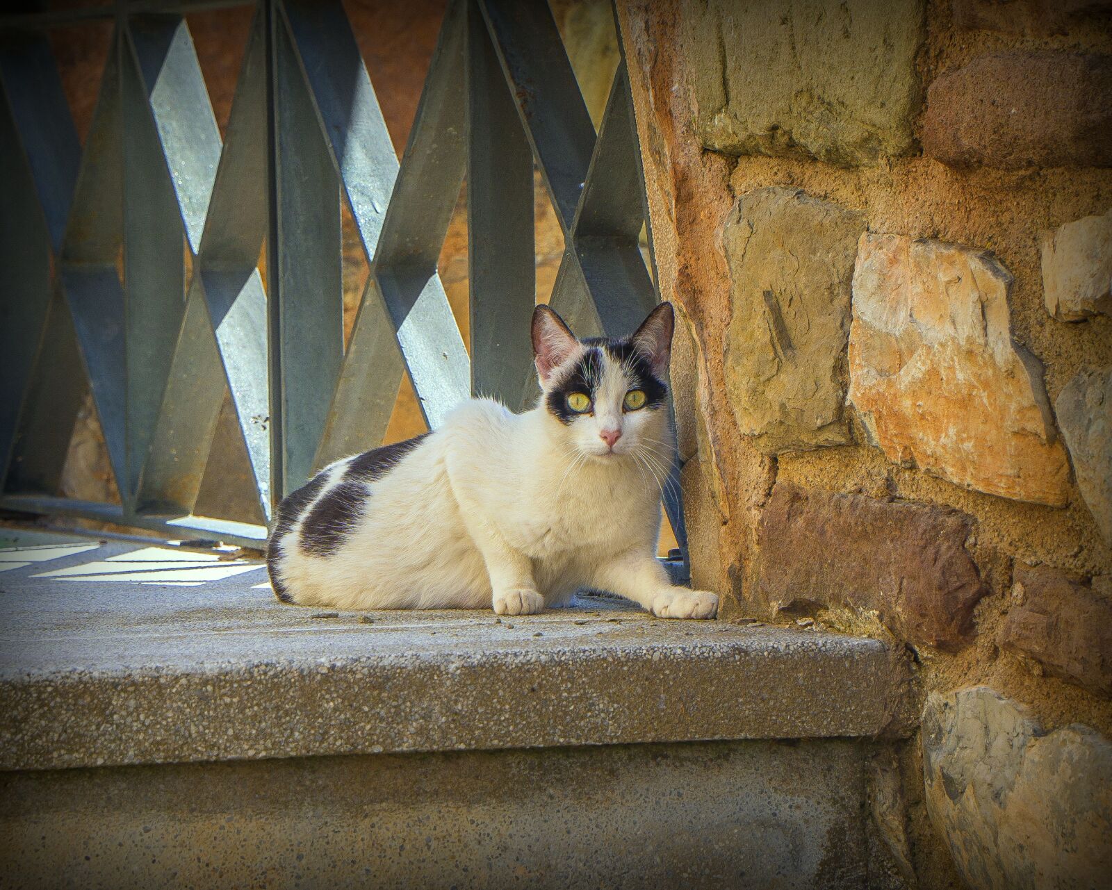 Sony a6000 + Sony E PZ 18-105mm F4 G OSS sample photo. Cat, animal, pets photography