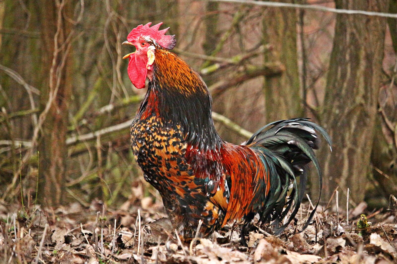 Canon EOS 100D (EOS Rebel SL1 / EOS Kiss X7) sample photo. Bird, hahn, chicken photography