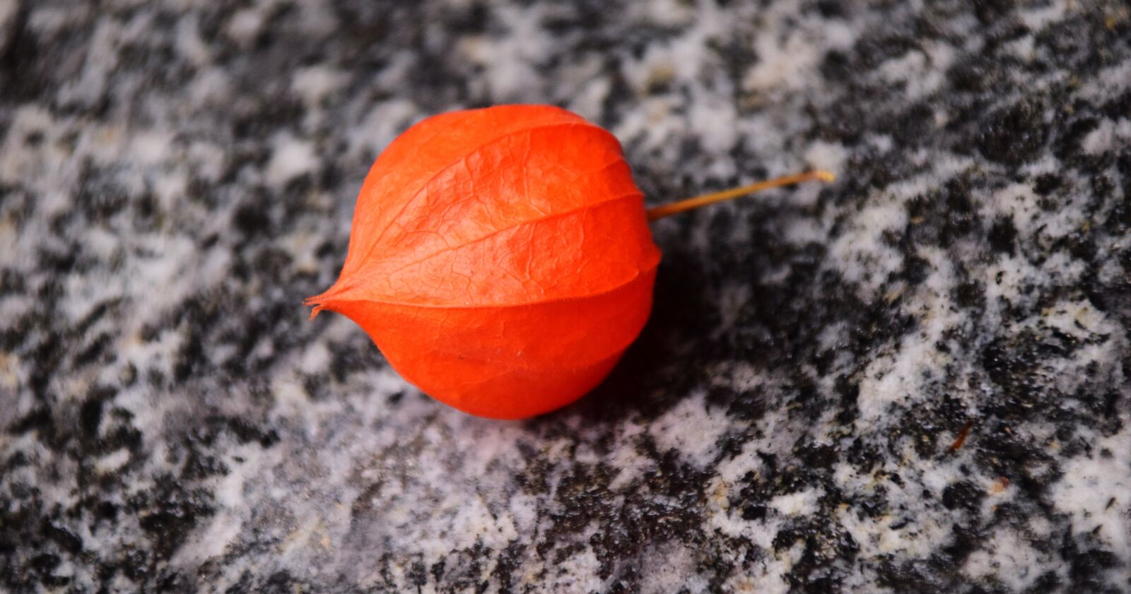 Nikon D3300 sample photo. Lampionblume, physalis alkekengi, lantern photography