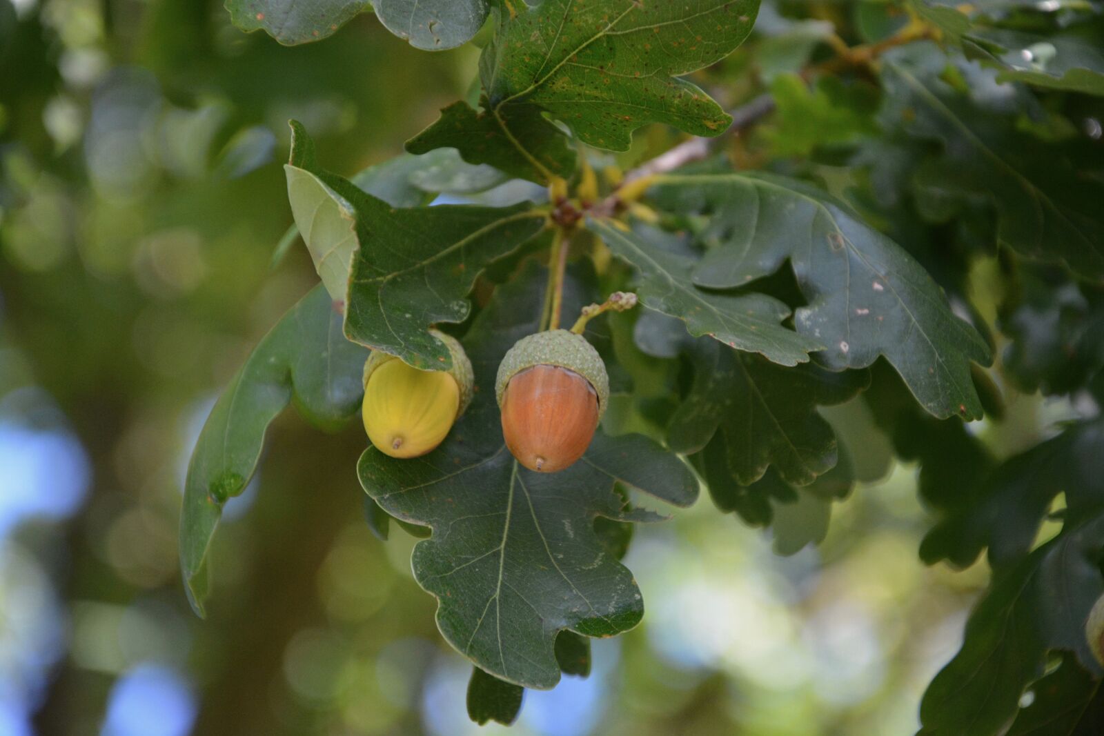 Nikon D5200 sample photo. Acorn, leaves oak, acorn photography