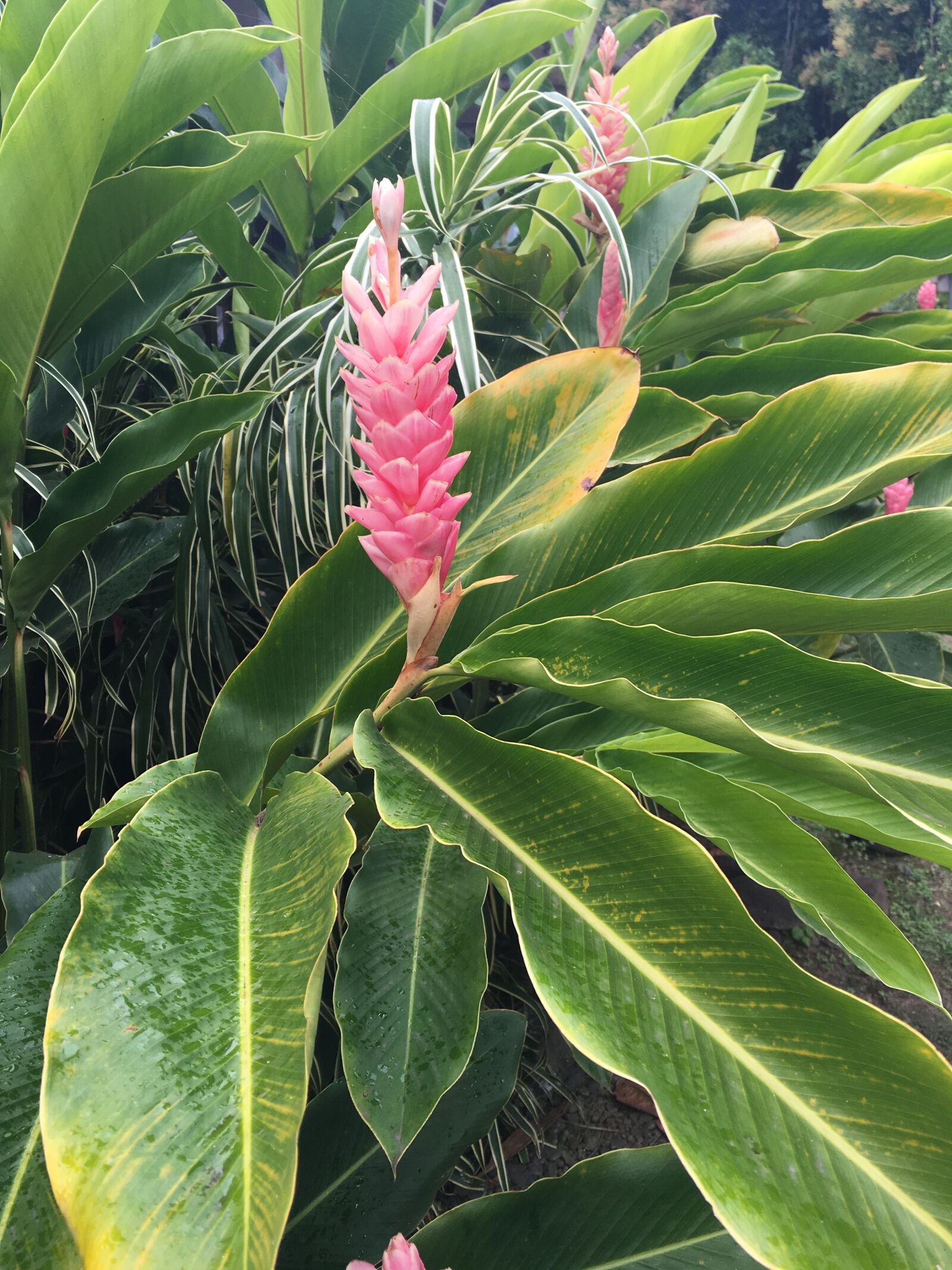 Apple iPhone 6s Plus sample photo. Ginger, flower, nature photography