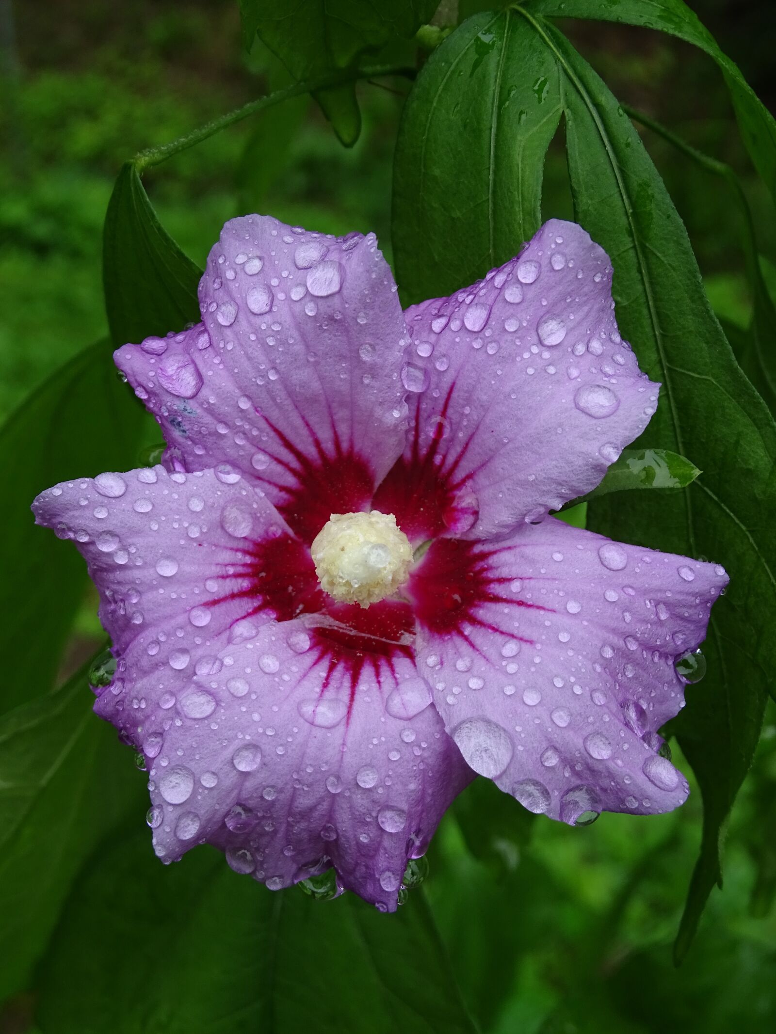 Sony Cyber-shot DSC-HX400V sample photo. Hibiscus, flower, wet photography