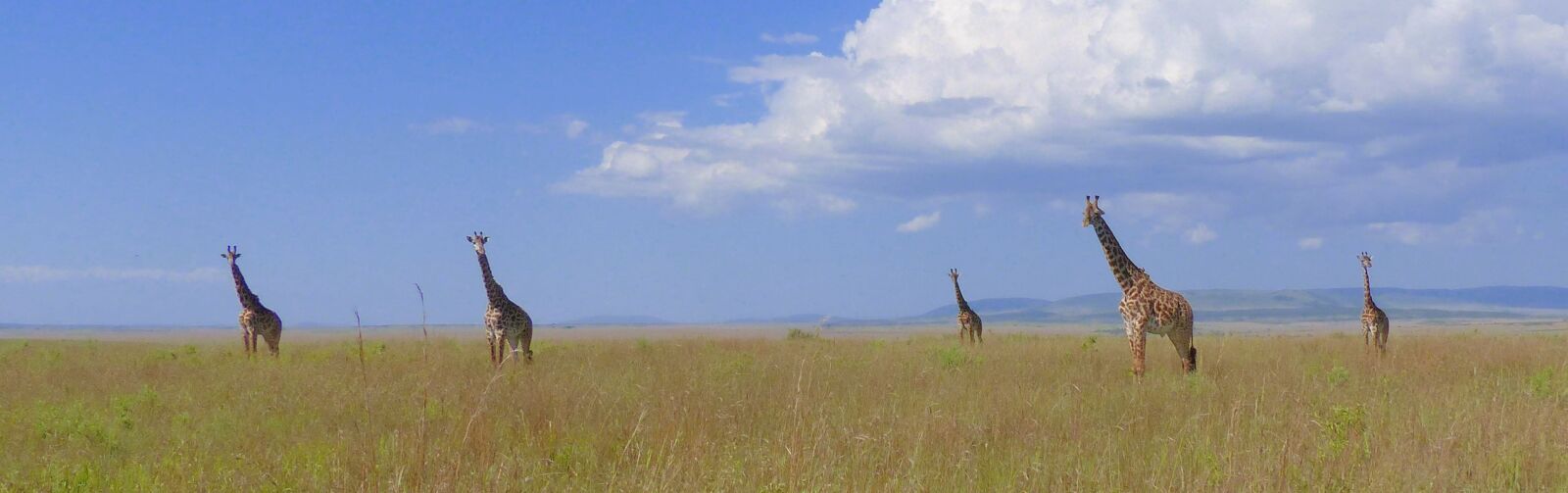Panasonic Lumix DMC-FZ200 sample photo. African horizon, reach for photography