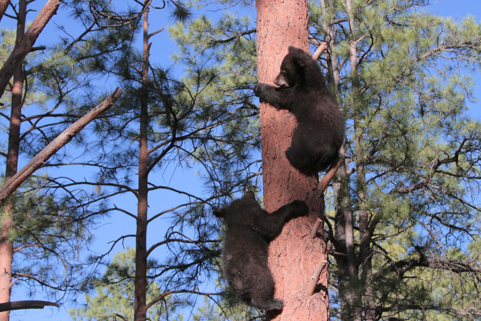 Canon EOS 7D sample photo. Arizona, bears, cubs photography