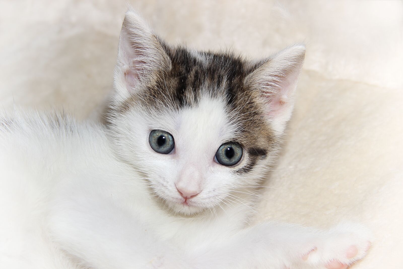 Canon EOS 600D (Rebel EOS T3i / EOS Kiss X5) sample photo. Cat, small, young photography